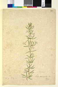 Pagina 248. Zieria laevigata da John William Lewin